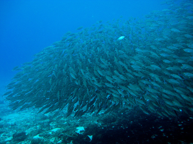 school-of-fish School of Fish